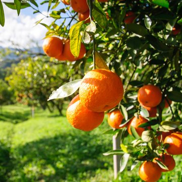 Orange Tree