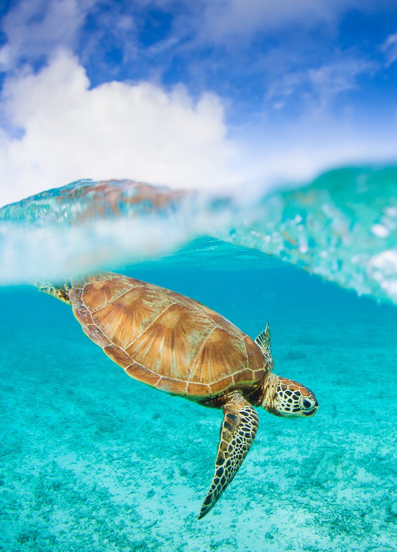 Sea Turtle