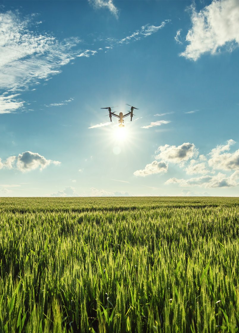 Flying drone and green wheat field