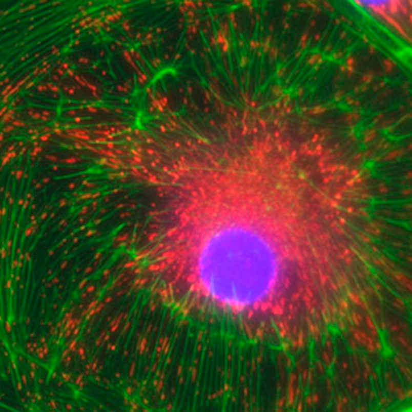 Filtres optiques pour l’imagerie à fluorescence Filtres optiques pour l’imagerie à fluorescence